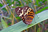 Taking a Break by Ramad, photography->butterflies gallery