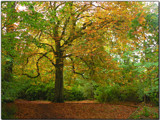 Bolam Autumn by shedhead, Photography->Landscape gallery