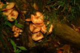 A Cluster Of Fungi by tigger3, photography->nature gallery