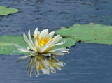 Floating Reflection by PatAndre, photography->flowers gallery