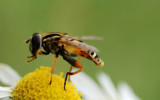 After Dinner Ritual by timvdb, photography->insects/spiders gallery