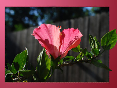 Click here to view at full resolution.