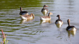 Out For A Swim by Ramad, photography->birds gallery