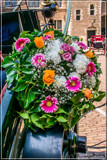 Gig Foofies 143 by corngrowth, photography->flowers gallery