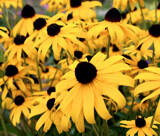 More Rudbeckia by trixxie17, photography->flowers gallery