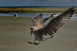 Unfriendly. by ovar2008, photography->birds gallery