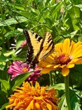 The Eastern Yellow Swallowtail #2 by tigger3, photography->butterflies gallery