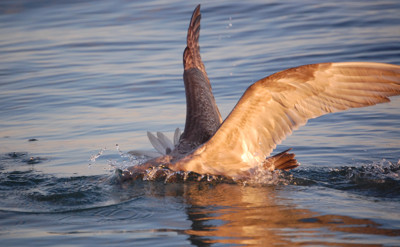 Click here to view at full resolution.