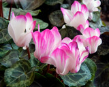 Cyclamen by trixxie17, photography->flowers gallery