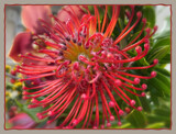Pincushion Protea by LynEve, photography->flowers gallery
