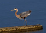 Lake Erie Great Blue by PhilipCampbell, photography->birds gallery