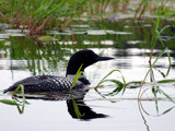 Looney for Loons by wheedance, Photography->Birds gallery