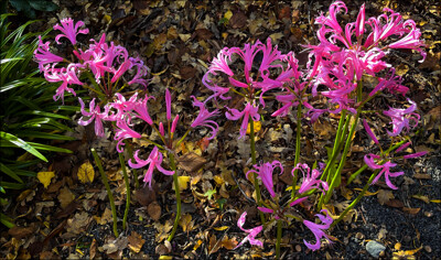 Click here to view at full resolution.