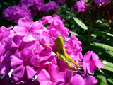 Grasshopper among the Phlox by Pistos, photography->flowers gallery