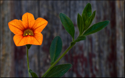 Click here to view at full resolution.