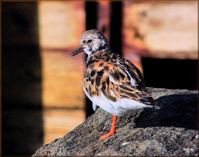 Click here to view at full resolution.