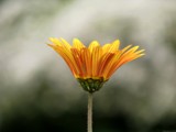 Paint by Numbers # 22 by Hottrockin, Photography->Flowers gallery