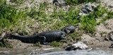 Sun bathing by carlosf_m, photography->reptiles/amphibians gallery