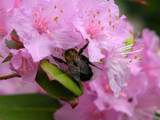 BIG FAT BUMBLEBEE by scorpie, photography->insects/spiders gallery