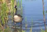 Coming for a Visit by GerryBeggs, Photography->Birds gallery