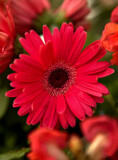 Red Gerbera Daisy by Texan1968, photography->flowers gallery