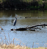 The Return of the Heron by Pistos, photography->birds gallery