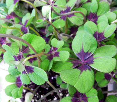 Click here to view at full resolution.