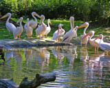 Union Meeting by Ramad, Photography->Birds gallery