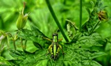 cricket anyone? by crystaliane, Photography->Insects/Spiders gallery