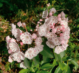 Mountain Laurel by Pistos, photography->flowers gallery