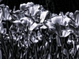 Extinguish by Hottrockin, Photography->Flowers gallery