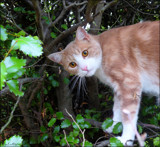 I can climb trees! by LynEve, photography->pets gallery