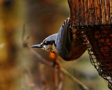 Horizontal Nuthatch by biffobear, photography->birds gallery