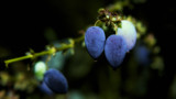 Purple Berries by coram9, photography->nature gallery