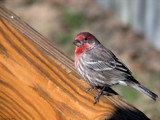 Carpodacus mexicanus by Hottrockin, Photography->Birds gallery