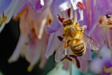 Bee Close-up by Ramad, photography->insects/spiders gallery