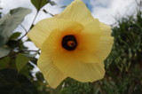 Hibiscus Tiliaceus by flanno2610, Photography->Flowers gallery