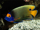 Blueface Angelfish by Texan1968, photography->underwater gallery