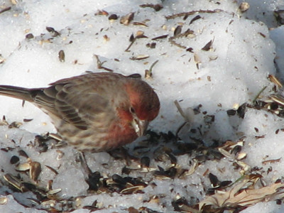 Click here to view at full resolution.