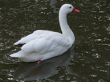 Coscoroba Swan by gonedigital, Photography->Birds gallery