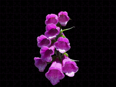 Click here to view at full resolution.