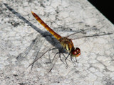 Stone Shadow by raiden747, Photography->Insects/Spiders gallery