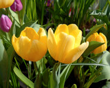 Tulips for Friday by trixxie17, photography->flowers gallery