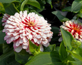 Peppermint Zinnia by trixxie17, photography->flowers gallery