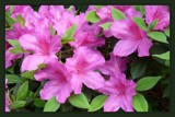 Azaleas in bloom by ted3020, Photography->Flowers gallery
