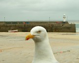 Evil eye by Si, photography->birds gallery