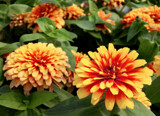 Zinnia by trixxie17, photography->flowers gallery