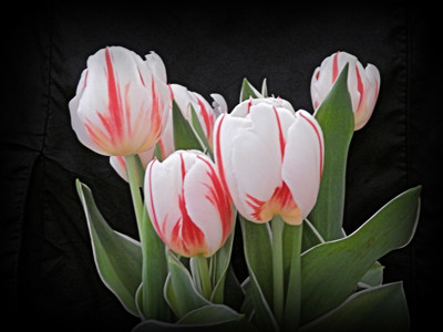 Click here to view at full resolution.