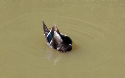 Click here to view at full resolution.