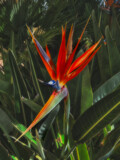 Bird of Paradise by Rahjure, photography->flowers gallery